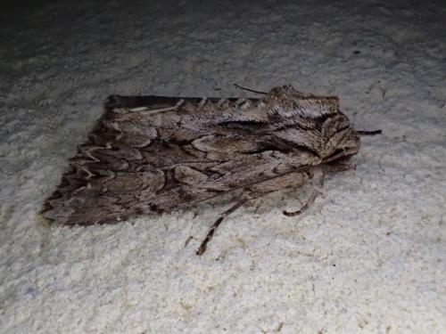 Réf. 262 007 : Apamea monoglypha